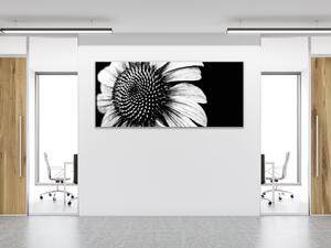 Obraz sklenený čiernobiely kvet slnečnice - 50 x 100 cm