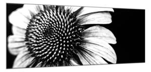 Obraz sklenený čiernobiely kvet slnečnice - 30 x 40 cm