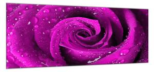 Obraz sklenený detail kvetu ruže - 30 x 60 cm