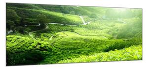 Obraz sklenený čajová plantáž Malajzia - 40 x 60 cm