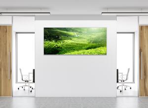 Obraz sklenený čajová plantáž Malajzia - 30 x 60 cm