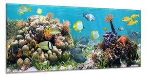 Obraz sklenený morské ryby, koraly a sasanky - 40 x 60 cm
