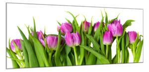 Obraz sklenený kvety ružovo fialové tulipány - 34 x 72 cm