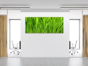 Obraz sklenený detail zelená tráva - 50 x 70 cm