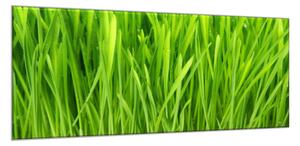 Obraz sklenený detail zelená tráva - 40 x 60 cm