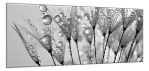 Obraz sklenený orosené páperie púpavy - 50 x 100 cm