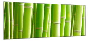Obraz sklenený detaily stvolu zeleného bambusu - 52 x 60 cm