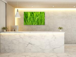 Obraz sklenený detail zelená tráva - 50 x 100 cm