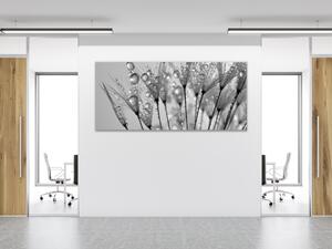 Obraz sklenený orosené páperie púpavy - 50 x 100 cm