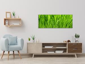 Obraz sklenený detail zelená tráva - 50 x 100 cm