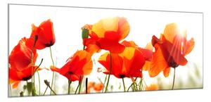 Obraz sklenený maľované kvety vlčie maky - 40 x 60 cm