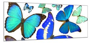 Obraz sklenený modrý motýľ - 50 x 100 cm