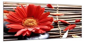 Obraz sklenený kvet červené gerbery na prútie - 50 x 70 cm