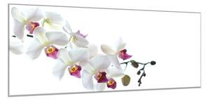 Obraz sklenený vetva kvetov bielo ružové orchidey - 34 x 72 cm