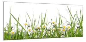 Obraz sklenený sedmokrásky v tráve - 50 x 100 cm