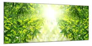Obraz sklenený detail listov bambusový les - 50 x 70 cm