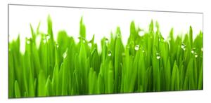 Obraz sklenený detail zelenej trávy s rosou - 30 x 60 cm