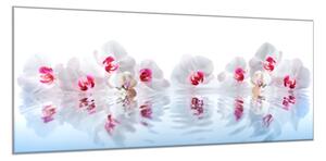 Obraz sklenený kvety biele orchidey na hladine - 50 x 70 cm