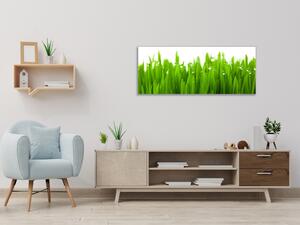 Obraz sklenený detail zelenej trávy s rosou - 50 x 100 cm