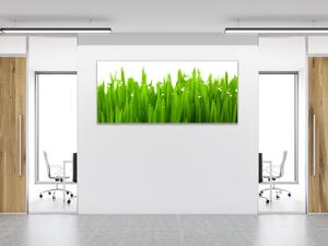 Obraz sklenený detail zelenej trávy s rosou - 50 x 100 cm