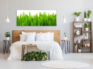 Obraz sklenený detail zelenej trávy s rosou - 30 x 60 cm