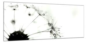 Obraz sklenený abstraktné čierne páperie z púpavy - 50 x 100 cm