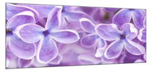 Obraz sklenený detail kvety fialového orgovánu - 50 x 100 cm