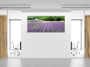 Obraz sklenený levanduľové pole pod lesom - 50 x 100 cm
