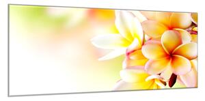 Obraz sklenený žlté kvety plumérie - 30 x 60 cm