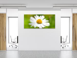 Obraz sklenený detail kvet bielej margaréty - 30 x 60 cm