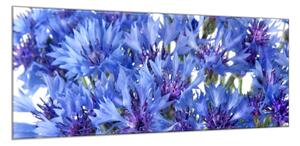 Obraz sklenený detail kvety nevädze - 52 x 60 cm