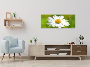 Obraz sklenený detail kvet bielej margaréty - 30 x 60 cm