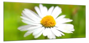 Obraz sklenený detail kvet bielej margaréty - 52 x 60 cm