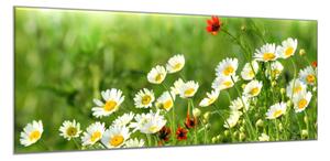 Obraz sklenený rozkvitnutá lúka bielych margarét - 50 x 100 cm
