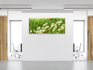 Obraz sklenený rozkvitnutá lúka bielych margarét - 50 x 70 cm