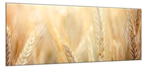 Obraz sklenený detail zrelé klasy pšenice - 30 x 60 cm