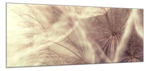Obraz sklenený béžové páperie odkvitnuté púpavy - 52 x 60 cm