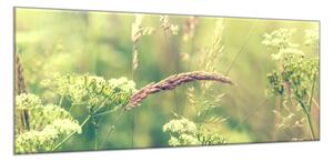 Obraz sklenený rozkvitla tráva lúky - 30 x 60 cm