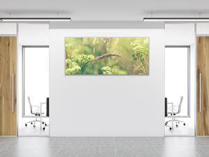 Obraz sklenený rozkvitla tráva lúky - 30 x 60 cm