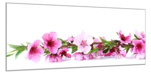 Obraz sklenený ružové kvety broskyne - 40 x 60 cm
