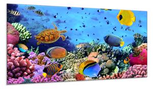 Obraz sklenený morská korytnačka, ryby, koraly a sasanky - 30 x 60 cm