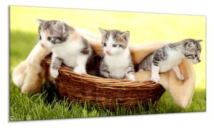 Obraz sklenený malé mačky v košíku - 30 x 60 cm