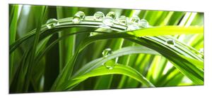 Obraz sklenený detail stvolu trávy s rosou - 40 x 60 cm