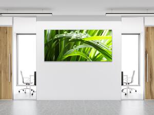 Obraz sklenený detail stvolu trávy s rosou - 50 x 100 cm