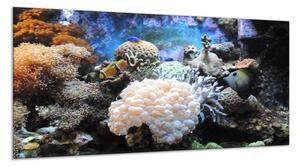 Obraz sklenený morský svet - 34 x 72 cm