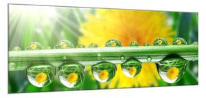 Obraz sklenený odraz púpavy v rose - 50 x 100 cm