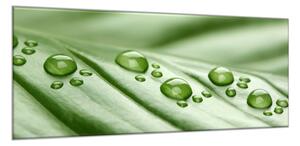 Obraz sklenený rosa na zelenom liste - 50 x 100 cm