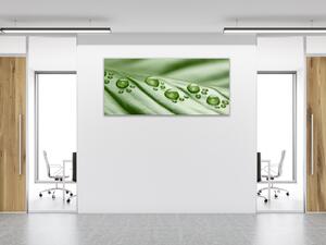Obraz sklenený rosa na zelenom liste - 50 x 100 cm