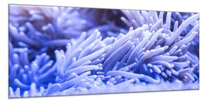Obraz sklenený sasanka morská - 30 x 60 cm