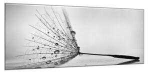 Obraz sklenený padák odkvitnutej púpavy s rosou - 30 x 60 cm